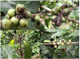 Nấm hồng (Corticicum salmonicolor) gây hại trên cành và quả cà phê nguy hiểm thế nào?