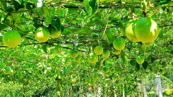 Sóc Trăng mời gọi doanh nghiệp liên kết trồng chanh leo xuất khẩu