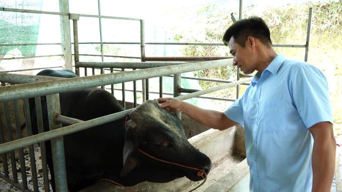 Nuôi bò vỗ béo, lãi 5,2 triệu đồng/con sau 3 tháng