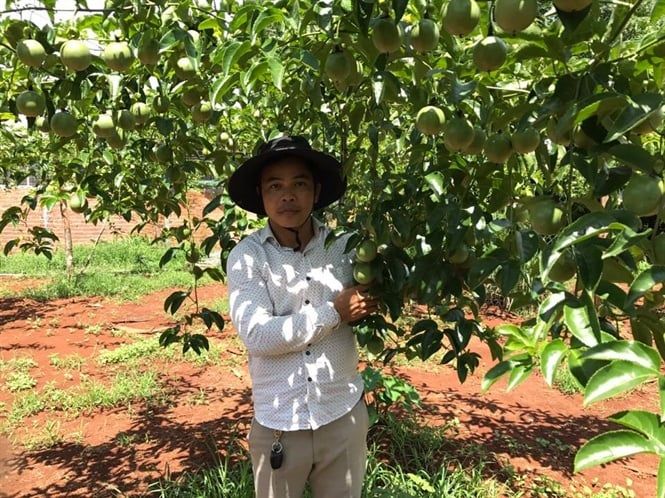Chanh dây Tây Nguyên rớt giá mạnh