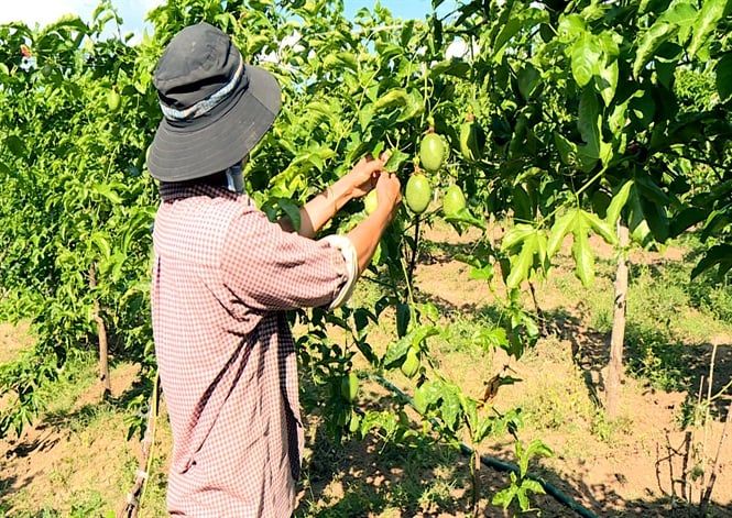 Chanh dây bò vào vùng 'chảo lửa'