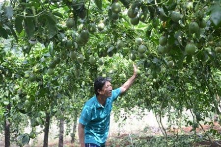 Bất bình nhiều 'đầu gấu' o ép nhà vườn khi giá chanh dây tăng cao