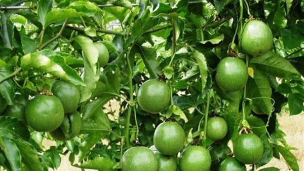 Trồng chanh dây siêu lợi nhuận