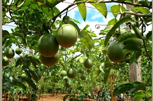 Làm giàn thẳng đứng cho chanh dây