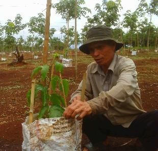 Đắk Nông: Dân đổ xô trồng chanh dây