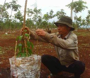 Đăk Nông. Bệnh dịch hoành hành chanh dây
