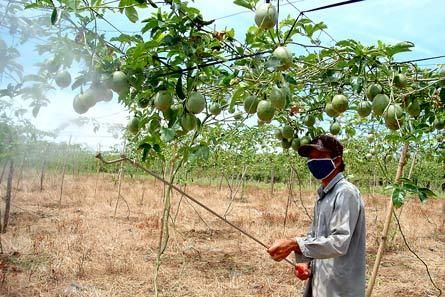 Sức hút chanh dây ở Đắk Nông