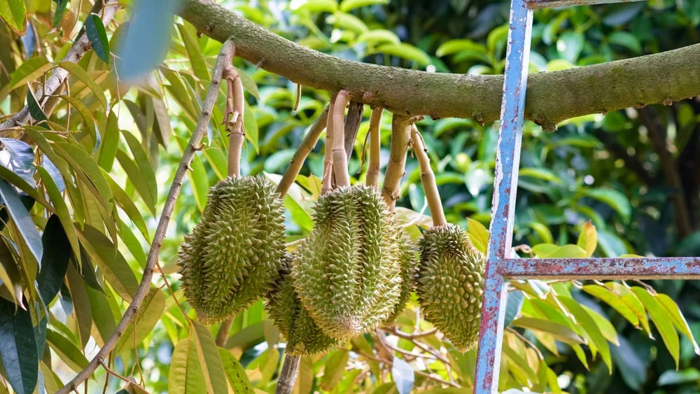 Nguyên nhân và cách khắc phục sầu riêng bị méo trái