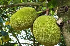 Giá mít Thái hôm nay 13/11: Mít loại 1 ở Tiền Giang giá cao nhất, cách để cây mít Thái ra trái loại 1