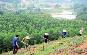 Rừng trồng giảm chất lượng, Viện Khoa học Lâm nghiệp giới thiệu những giống cây vừa cho gỗ quý, vừa cho hạt đắt tiền