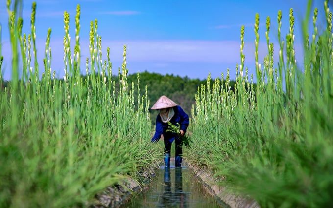 Biến ruộng chiêm trũng thành vùng hoa lớn nhất Quảng Ninh