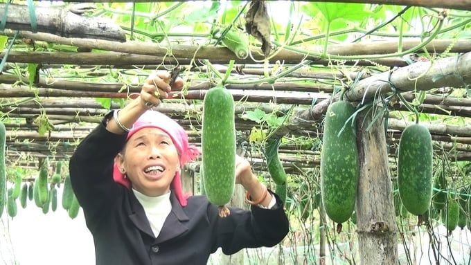 Nông dân hăng hái làm vụ đông, 'sáng lúa, chiều ngô'