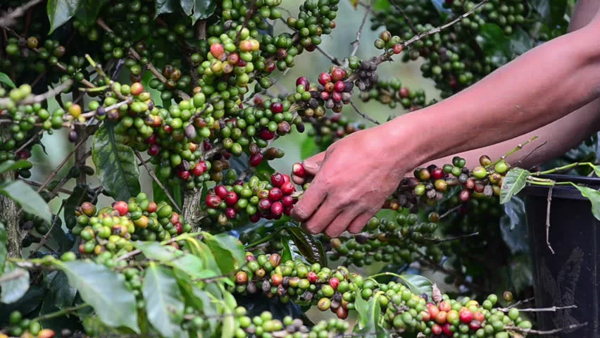 Giá cà phê ngày 14/11: Giá cà phê trong nước tăng vọt