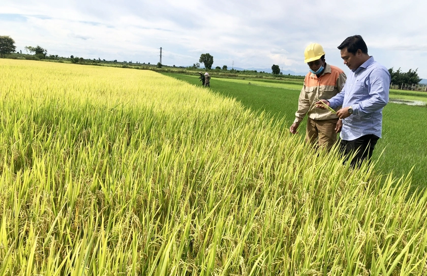 Vì lý do đặc biệt này mà gạo TBR97 được chọn để xây dựng thương hiệu gạo Ia Pa, sản phẩm OCOP Gia Lai
