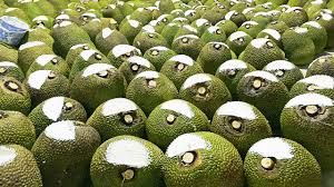 Giá mít Thái hôm nay 14/11: Lạm dụng thuốc làm bông mít gây thiệt hại sản lượng, giá mít ruột đỏ bất ngờ giảm