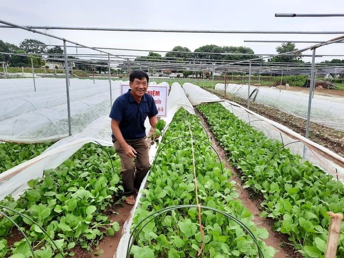 Hà Nội đi đầu trong ứng dụng IPHM trên rau an toàn