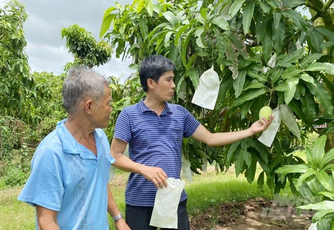 Xoài Đồng Tháp được cấp 252 mã số vùng trồng xuất khẩu sang Trung Quốc