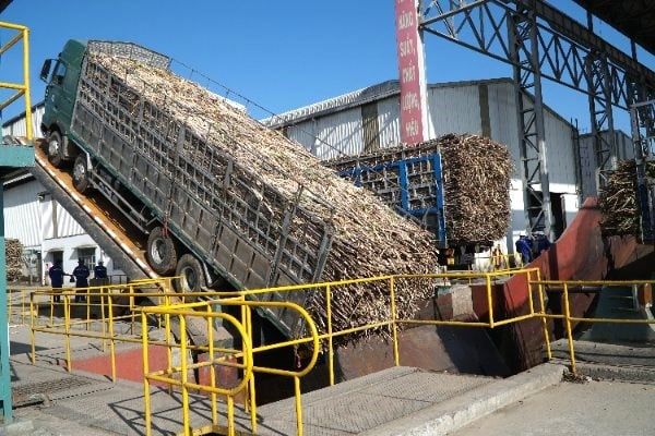 Người trồng mía phấn khởi trước vụ ép mới