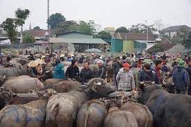 Chợ trâu, bò lớn nhất cả nước ở Nghệ An, sáng chưa bảnh mắt đã tấp nập người mua kẻ bán