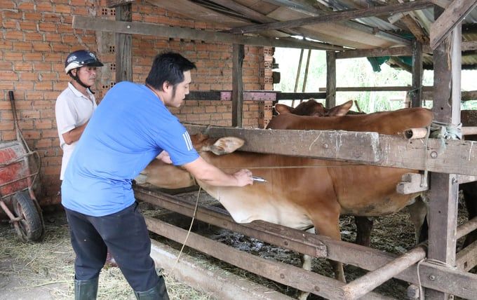 Ý thức tiêm vacxin phòng bệnh đàn vật nuôi cải thiện rõ rệt