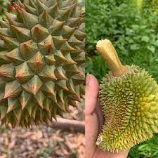 Nứt cuống, nứt trái bể đầu gai ở sầu riêng khắc phục cách nào?