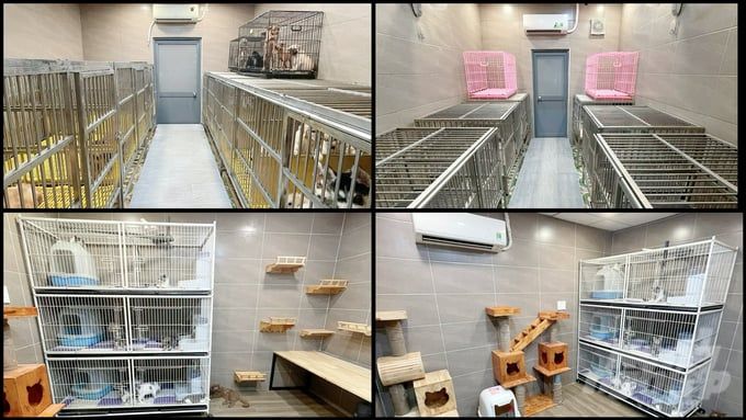 Tiềm năng lớn từ ngành thú cưng - Hiệu quả bất ngờ nhờ nuôi chó cảnh