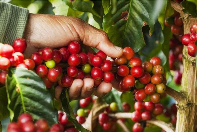 Giá cà phê ngày 17/11: Hai sàn trái chiều, cà phê trong nước chạm mốc 60.000 đồng/kg