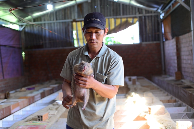 Một nông dân Lâm Đồng thu trăm triệu/năm nhờ nuôi con vật gặm tre, mía sồn sột trong bóng tối