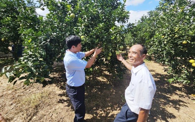 Trồng cam VietGAP, mỗi năm 'bỏ túi' tiền tỷ