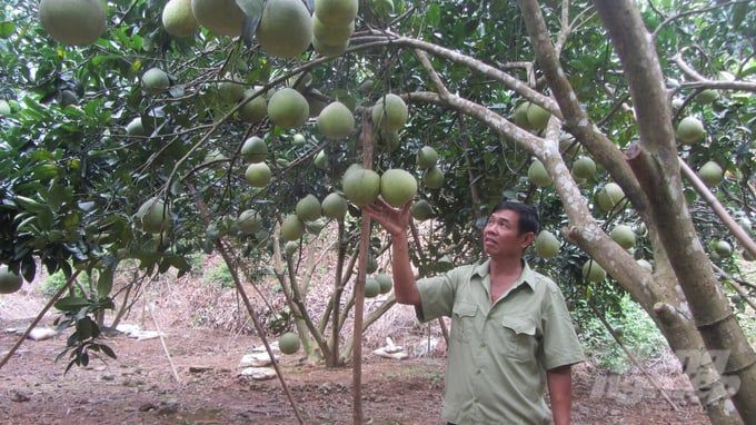 Người đưa bưởi đỏ Tân Lạc 'leo đồi, Nam tiến, xuất ngoại'