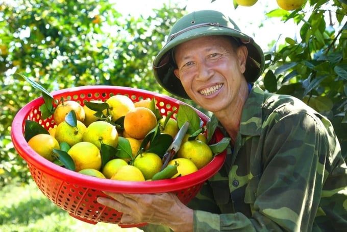 Cam hữu cơ giá 40 - 45 nghìn đồng/kg vẫn 'cháy hàng'