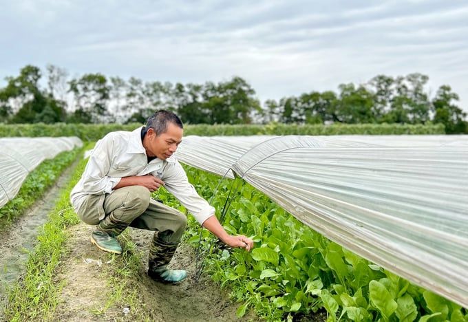 Bắc Hồng không còn 'rau 2 luống'