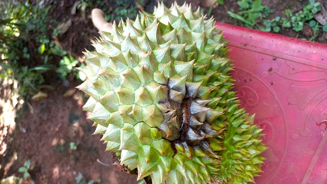 Biểu hiện của bệnh thối trái trên cây sầu riêng