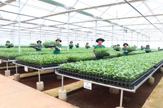 Loạn giống chanh dây ở Tây Nguyên