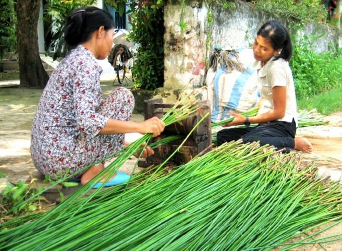 Trồng lác lãi trên 150 triệu đồng/ha