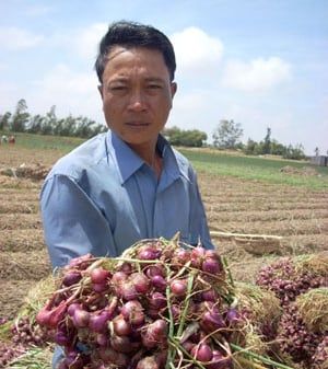 Luân canh lúa cao sản với củ hành tím: Lãi ròng trên 100 triệu/ha/năm