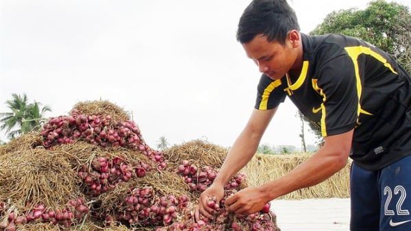 Sâu hại dữ dội hành tím
