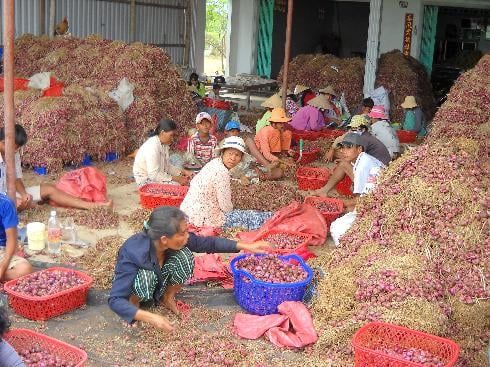 Hành tím Vĩnh Châu trúng lớn