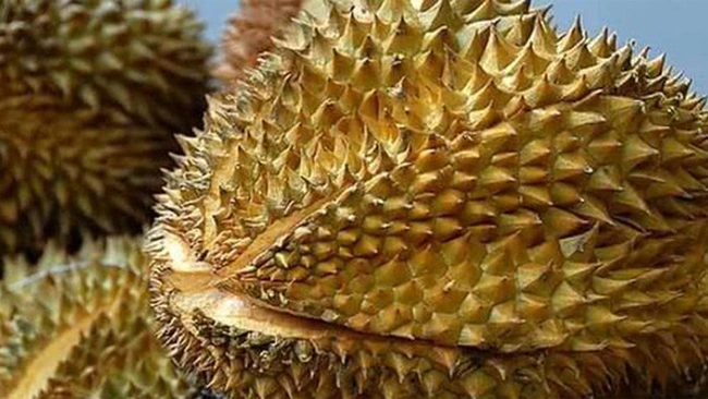 Giá sầu riêng ngày 19/11: Giá sầu riêng ổn định ở mức cao
