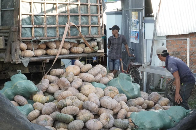 Hỗ trợ bán được hơn 80 tấn bí đỏ cho nông dân Khánh Hòa