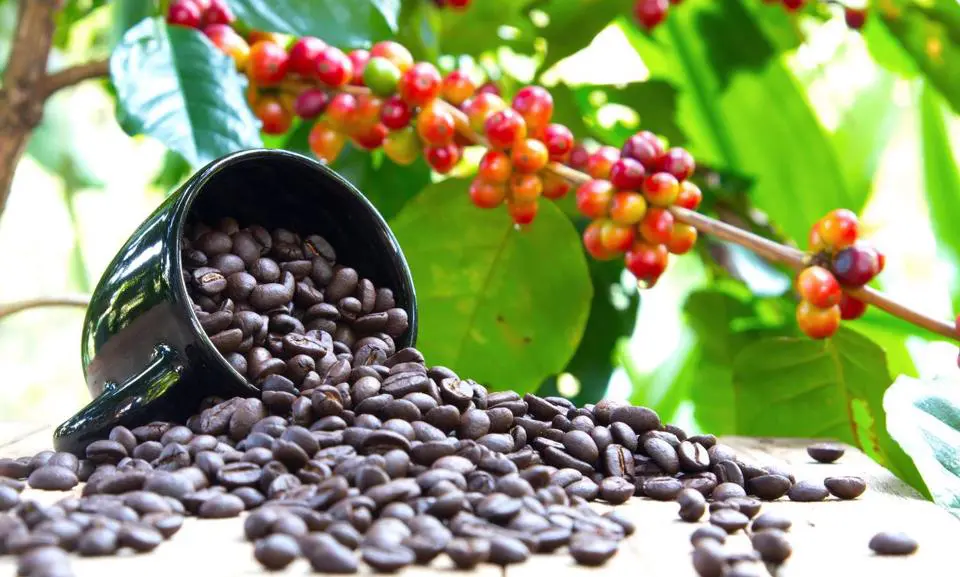 Giá tăng, nhiều doanh nghiệp cà phê vẫn có lợi nhuận sau thuế giảm, thậm chí thua lỗ