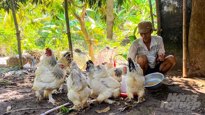 Kỳ Lân, giống gà khổng lồ được nông dân săn đón