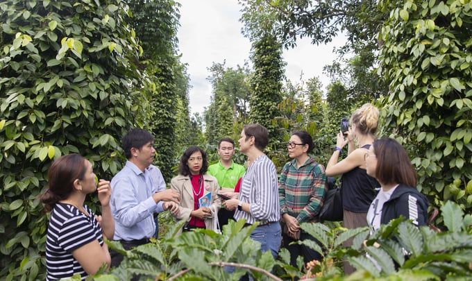 8.000 hộ dân hưởng lợi khi tham gia sản xuất hồ tiêu bền vững