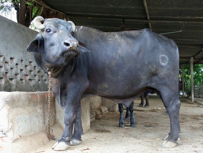 Nâng tầm ‘đầu cơ nghiệp’  Hành trình cải thiện tầm vóc trâu Việt