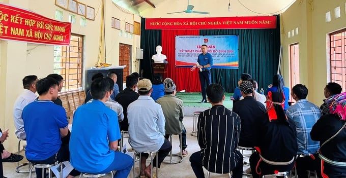 Tập huấn kỹ thuật chăn nuôi bò sinh sản cho thanh niên