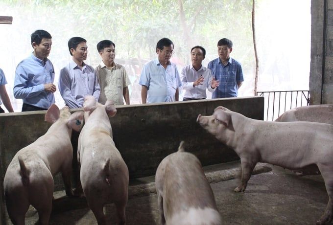 'Mắc màn' cho lợn ngủ