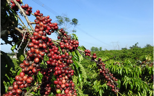 Giá cà phê ngày 23/11: Robusta bật tăng mạnh mẽ, cà phê trong nước cũng nhích lên