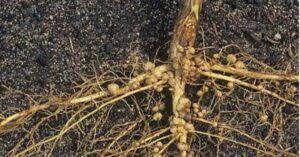 Bệnh lở cổ rễ ( Zhizoctonia solani) hại cà phê