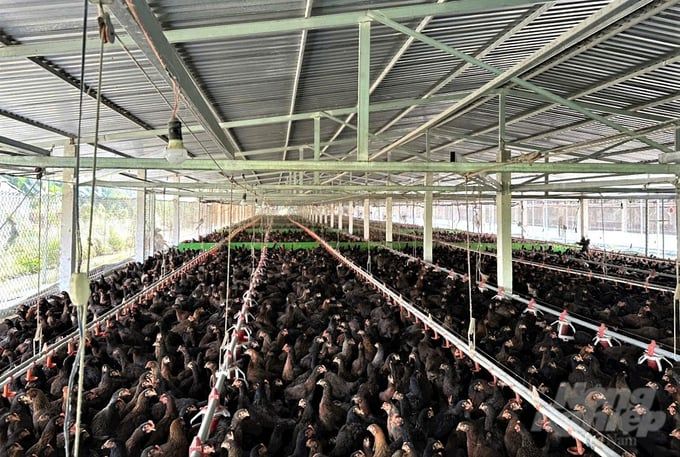 Vĩnh Long phát triển đàn gia cầm trên 10 triệu con nhờ liên kết chuỗi