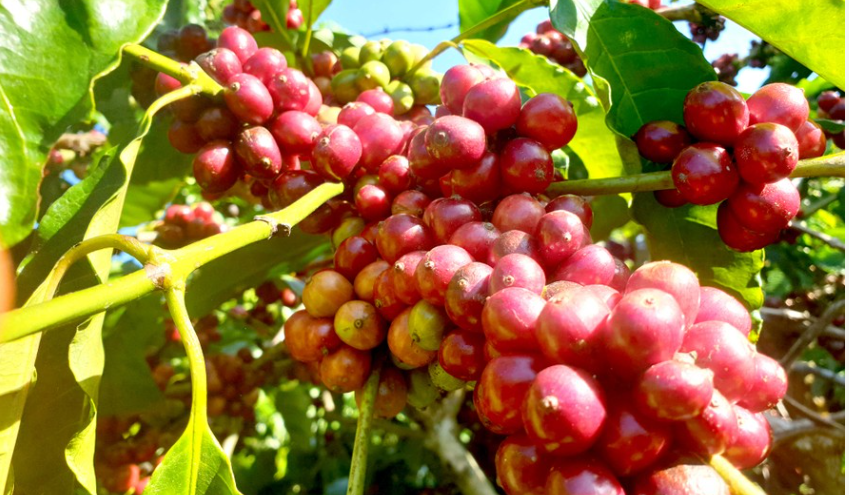 Giá cà phê ngày 24/11: Lặng sóng, hai sàn trái chiều, Robusta đảo chiều giảm nhẹ